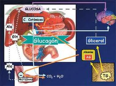 La información encima de metabolismo de lipoproteinas
